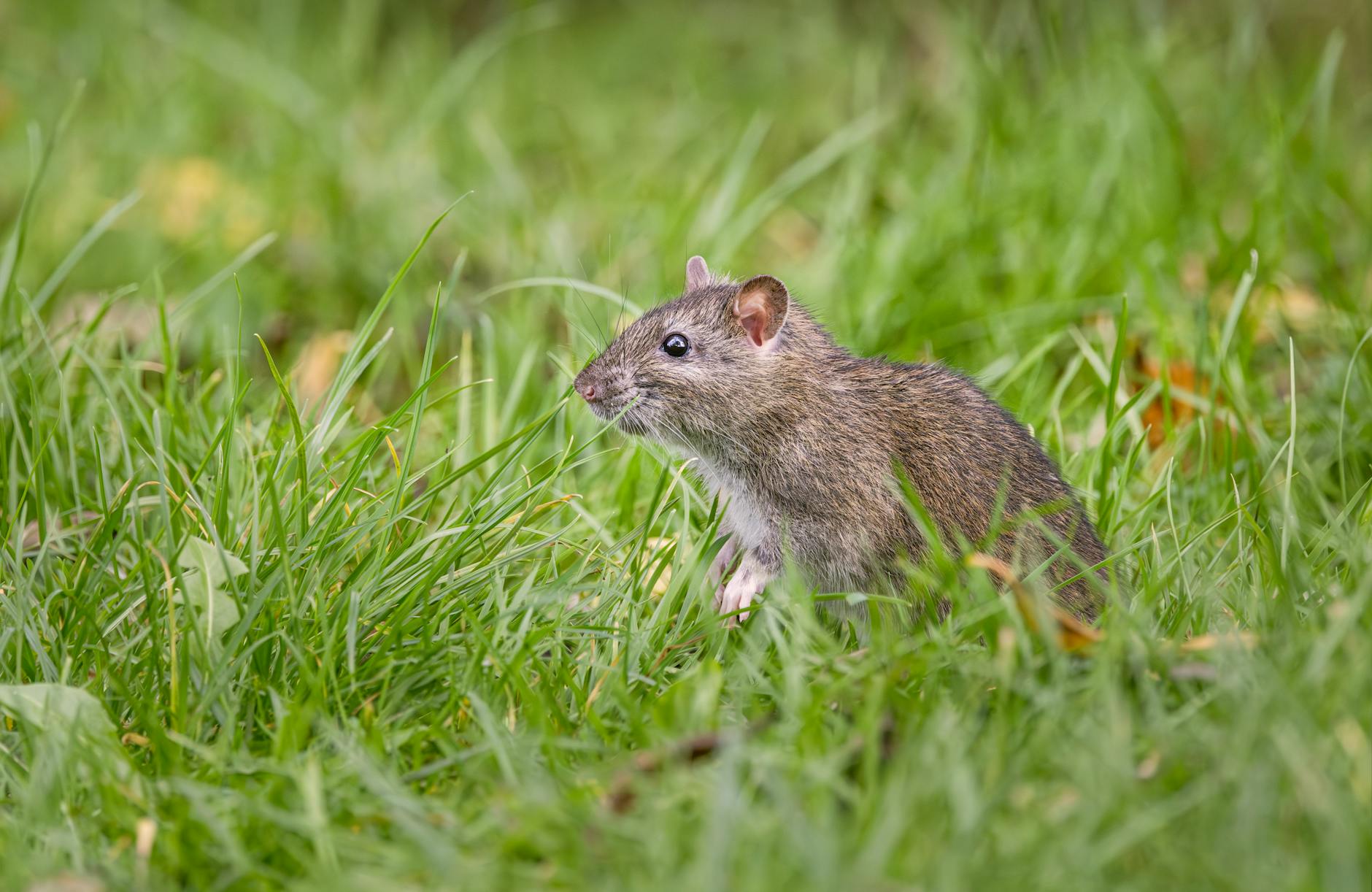 All Star Pest Control
