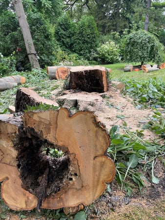 Images Green Outdoors Tree Service