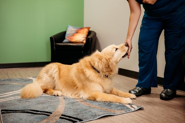 Images PetVet365 Pet Hospital Fishers Crossing
