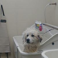 Images Pet Pantry & Dog Wash