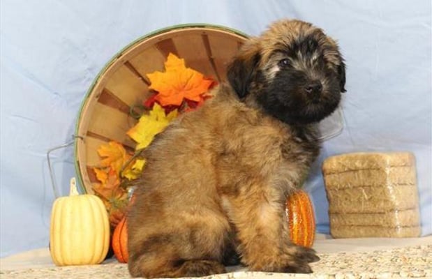 Images Chews A Puppy, Inc.