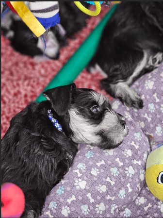 Images A'Lord Miniature Schnauzer