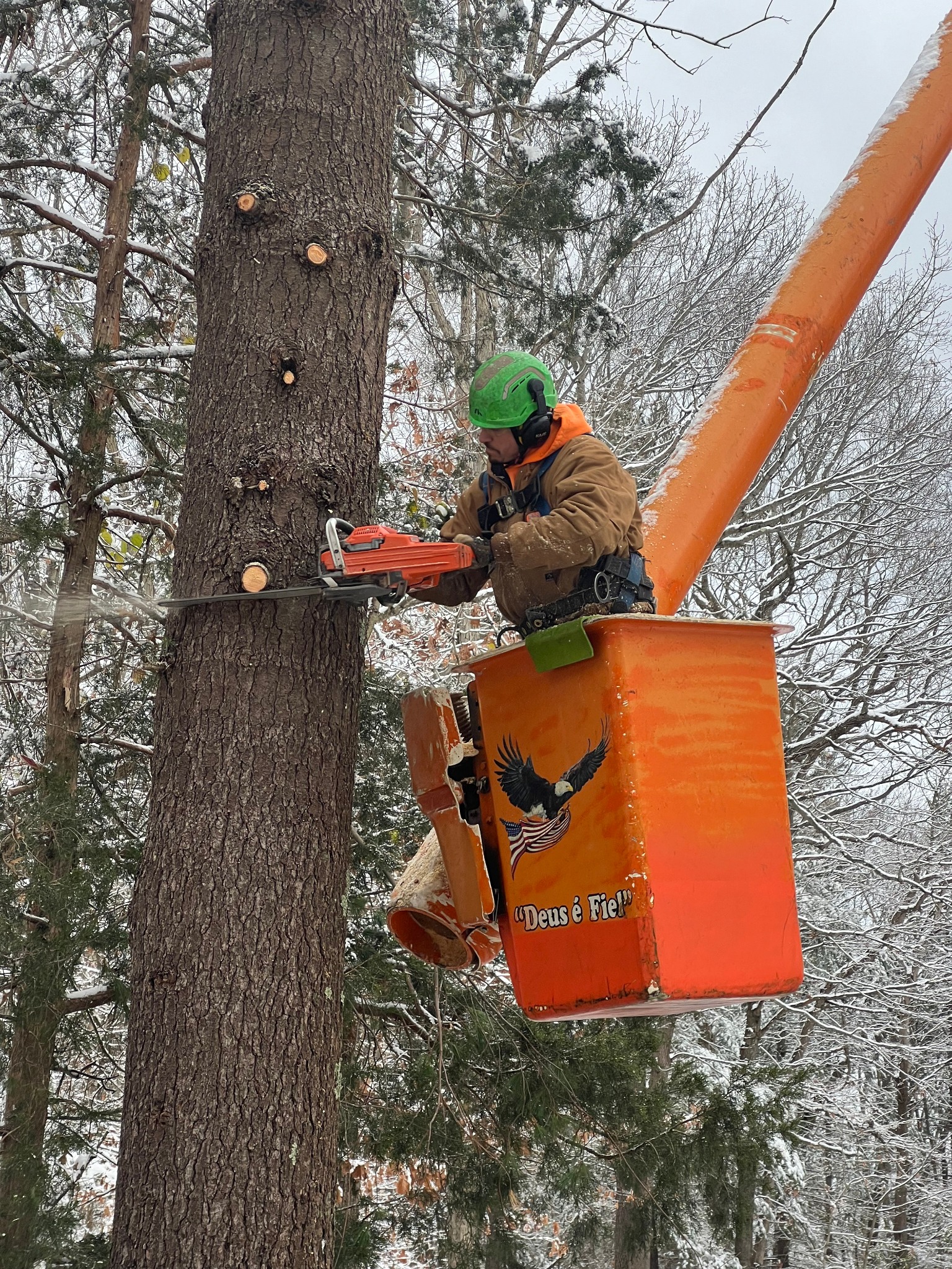 Walnut Tree Service Image