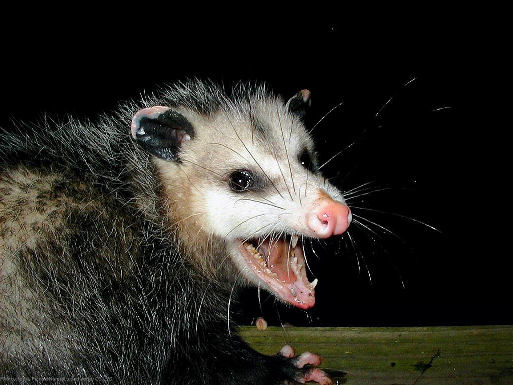 possum wildlife control trapper exterminators