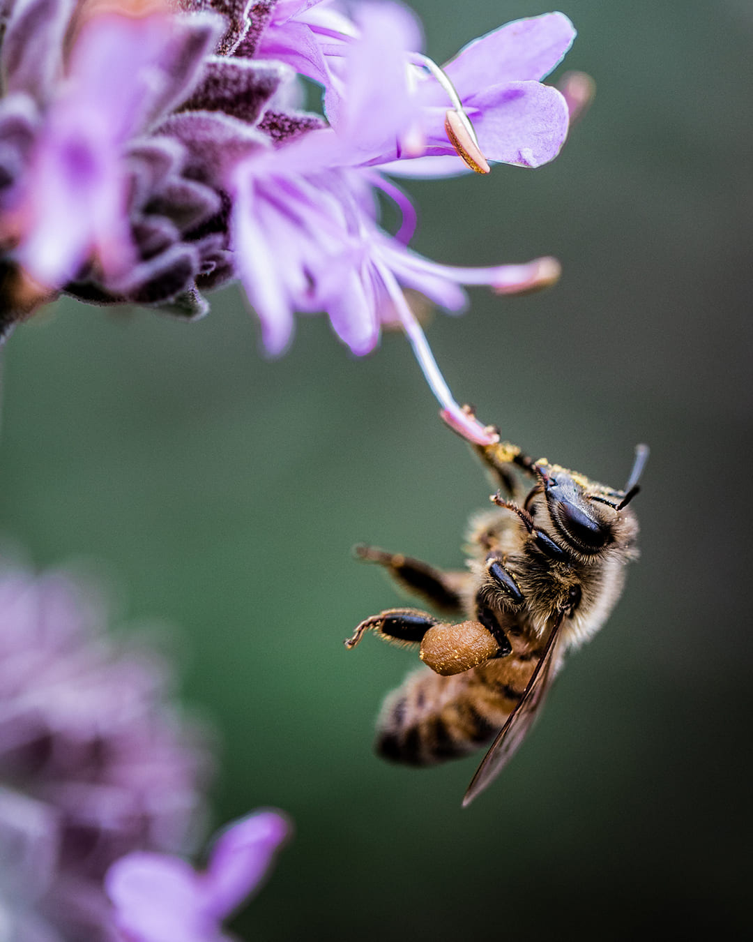 Agapie - Produzent & Lieferant für Bienengift, Gelee Royal, Propolis, Johannesstraße 39-45 in Stuttgart