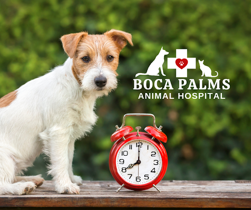 Boca Palms Animal Hospital - Boca Raton, FL 33432 - (561)395-4030 | ShowMeLocal.com