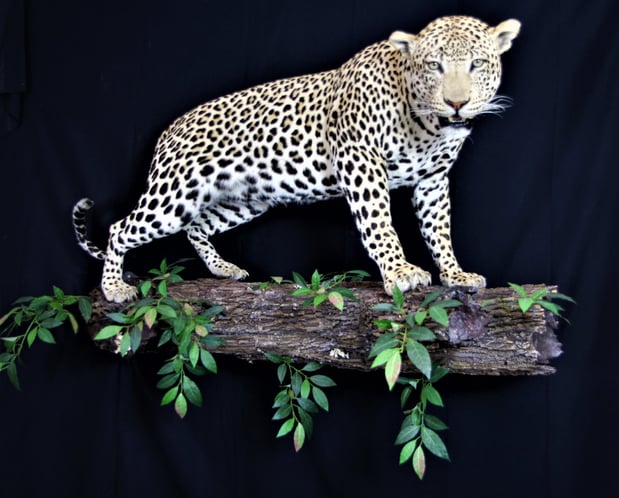 Images Safari Life Taxidermy