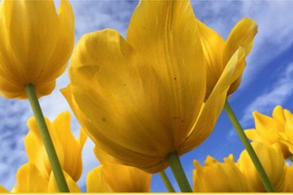 main blog image