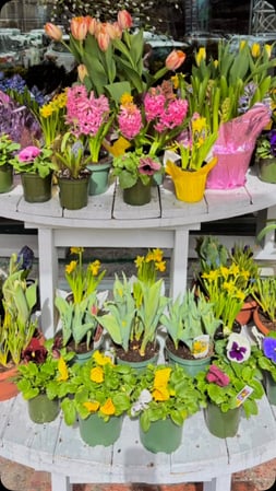 Images Beach Plum Flower Shop