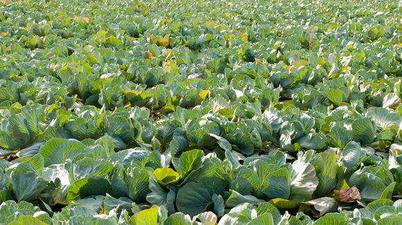 Images Rödingin Tarhat Oy