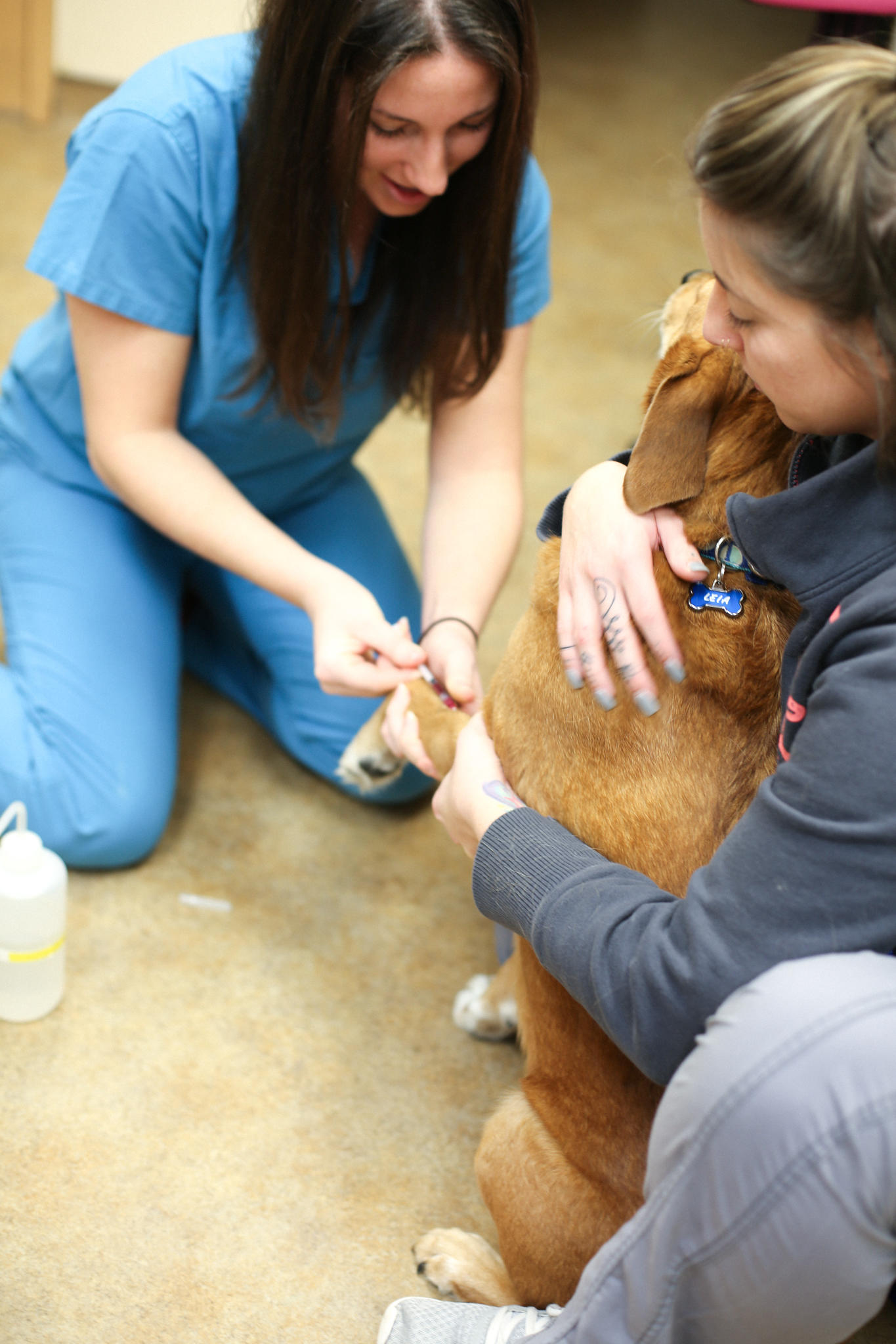 Routine blood work helps uncover underlying medical problems that we may not be aware of, and gives us valuable insight into the health of our patient's and the opportunity to catch illnesses early.