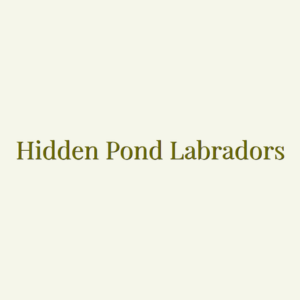 Hidden Pond Labradors