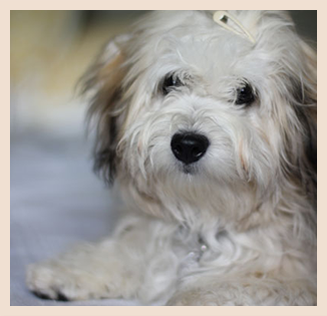 Puppy Classes