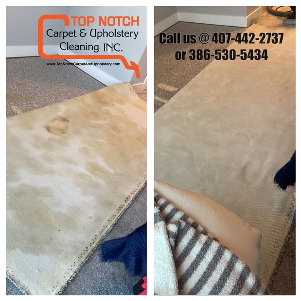 Images Top Notch Carpet And Upholstery Cleaning Inc.