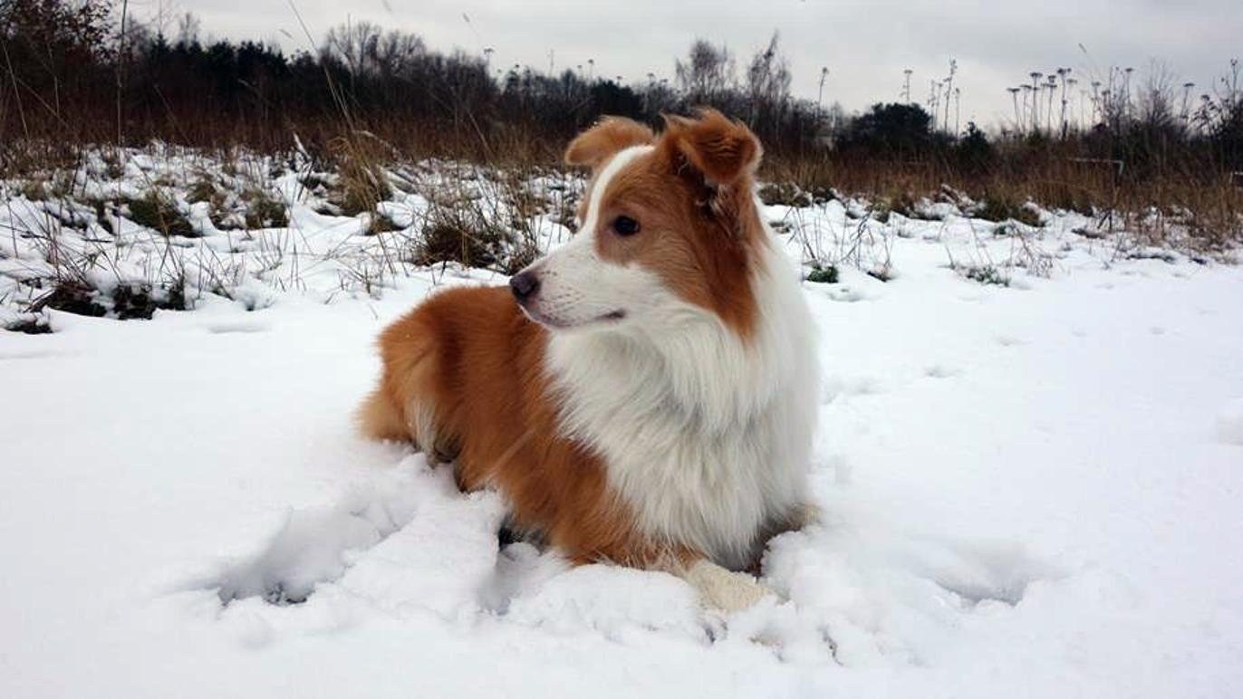 Images Dyreklinikken Viby Sjælland