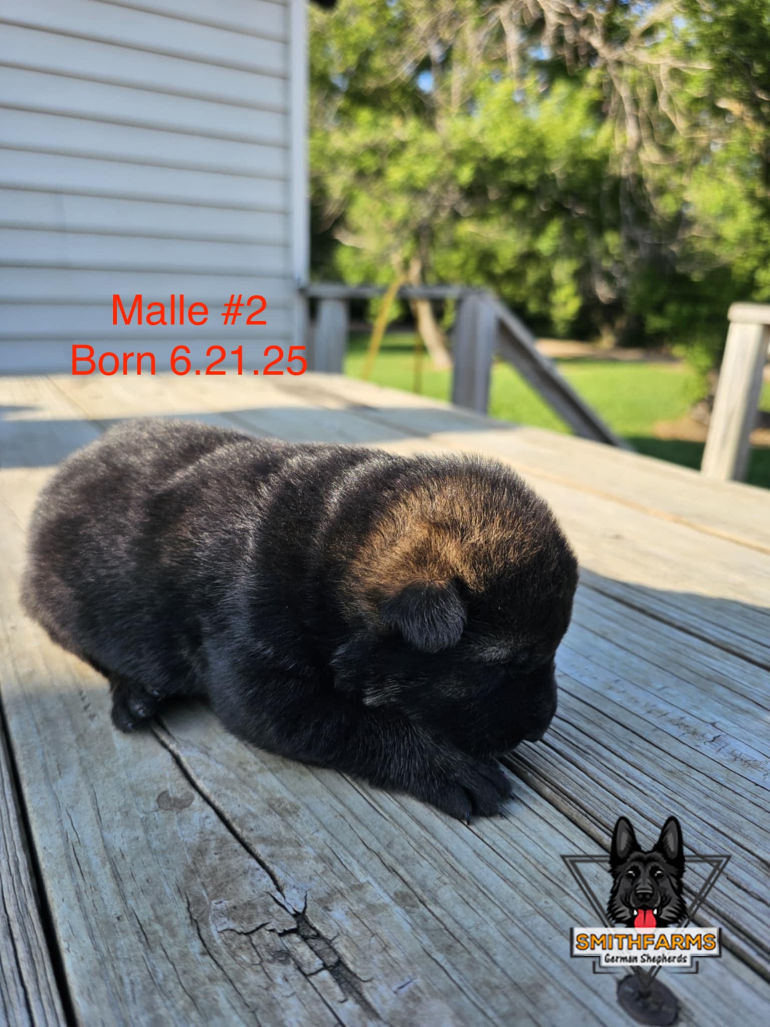 SmithFarms German Shepherds Image