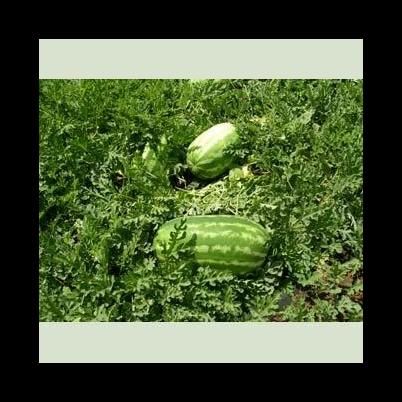 Images Ricci Franco e Figli