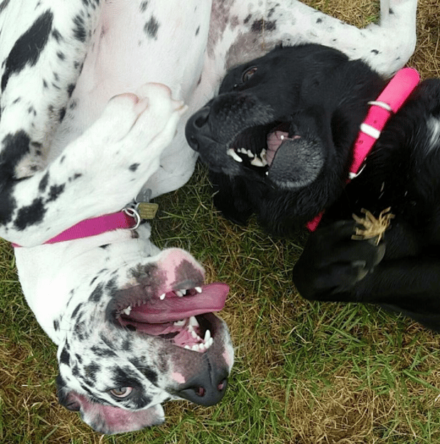 Images Leesport Pet Resort