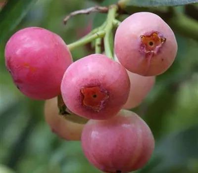 Vaccinium corymbosum 'Pink Berry'_Zanker Gartenbau