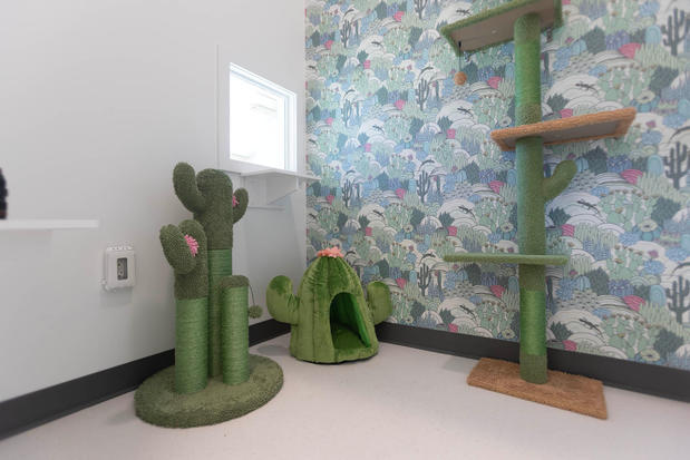 Images Cozy Cat Suites