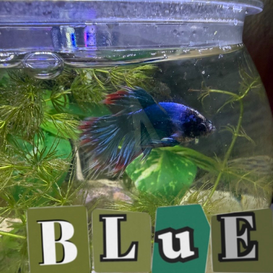 Celebrating the finned friends in our office who make our days little brighter here. Happy National Pet Day!