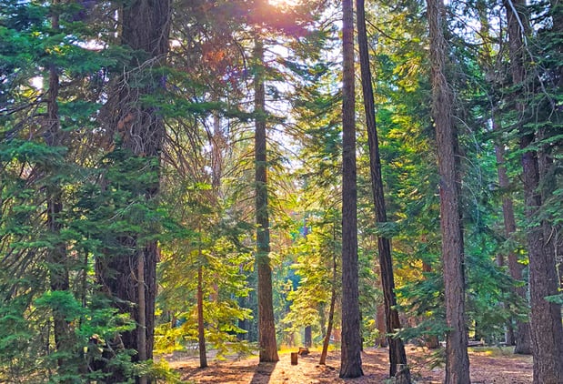 Images Tahoe Valley Campground