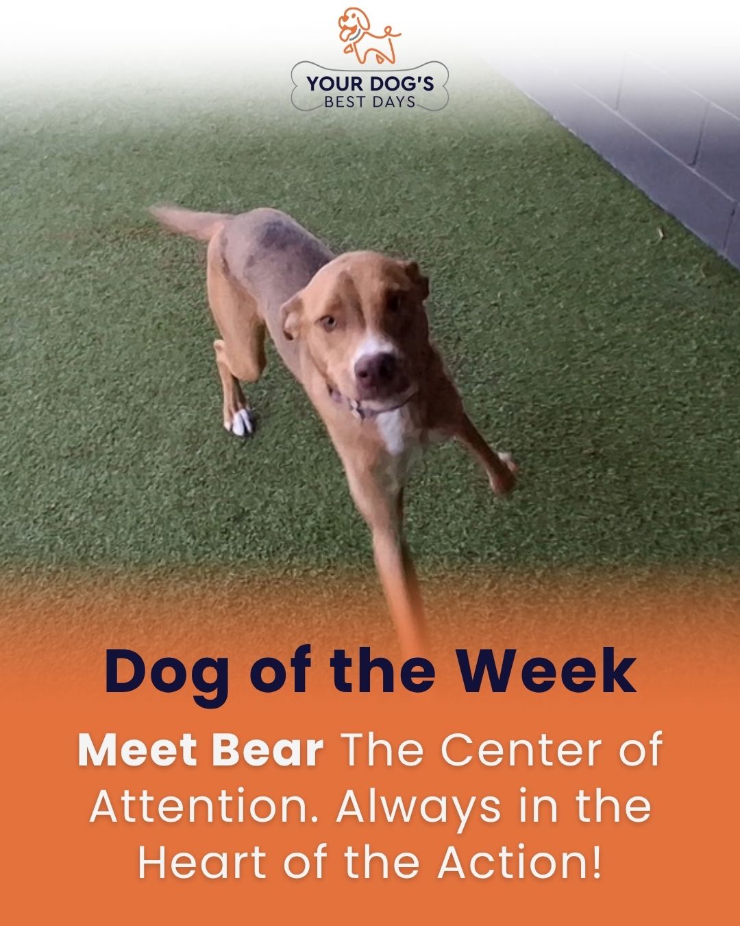 Dog of the Week photo featuring a happy dog on turf, highlighting attentive dog daycare and playtime.
