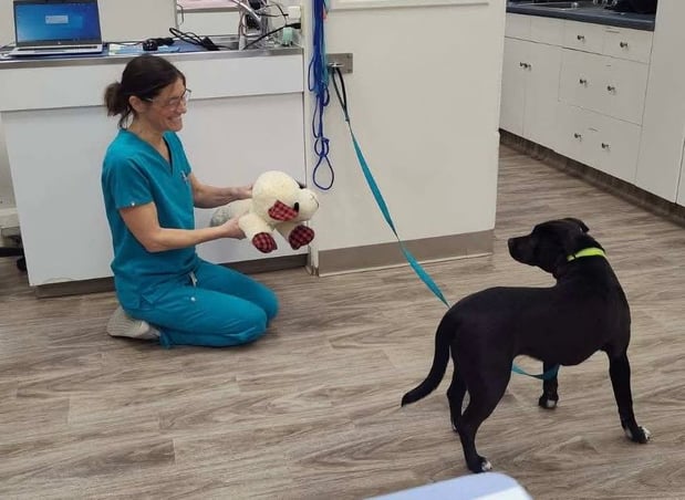 Images VCA AVH Animal Hospital