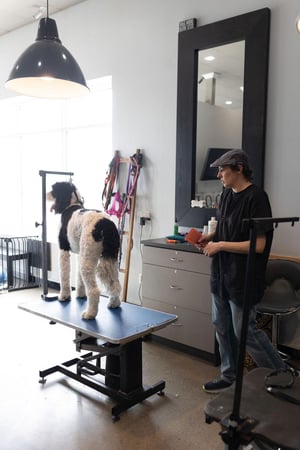 Images Wag n Tails Studio