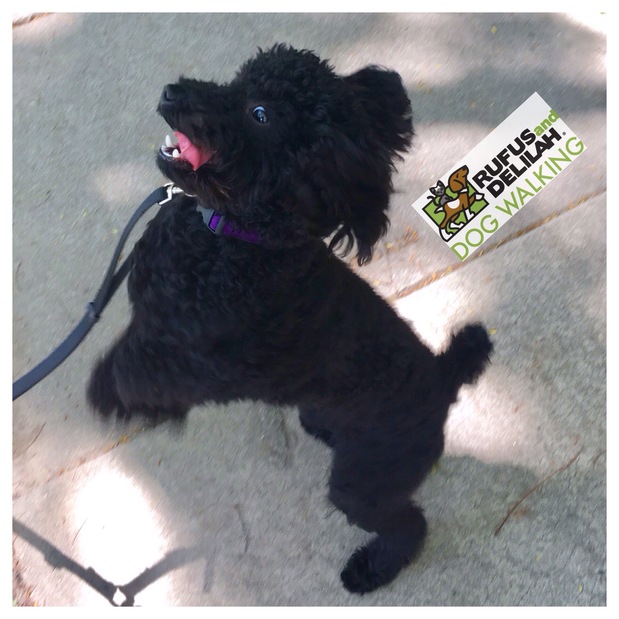 Images Rufus and Delilah Dog Walking & Pet Sitting