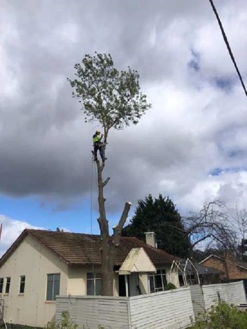 Images All Suburbs Tree & Stump Removal