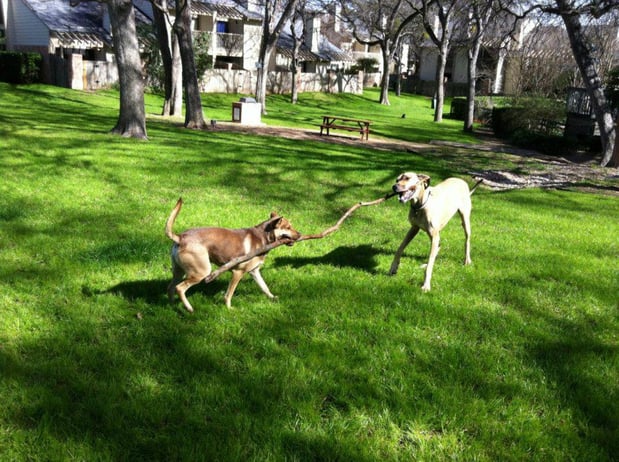 Images Great Outdogs