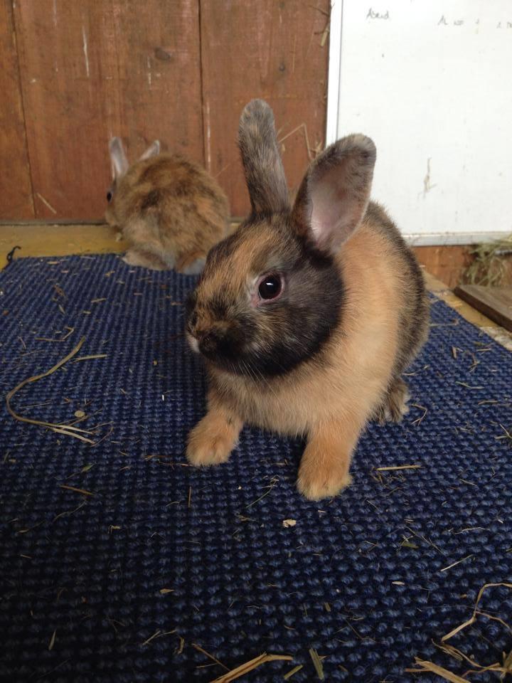 Kleintierpraxis mit Herz GmbH, Seebühlstrasse 2a in Seuzach