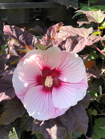 Images Cache Valley Nursery