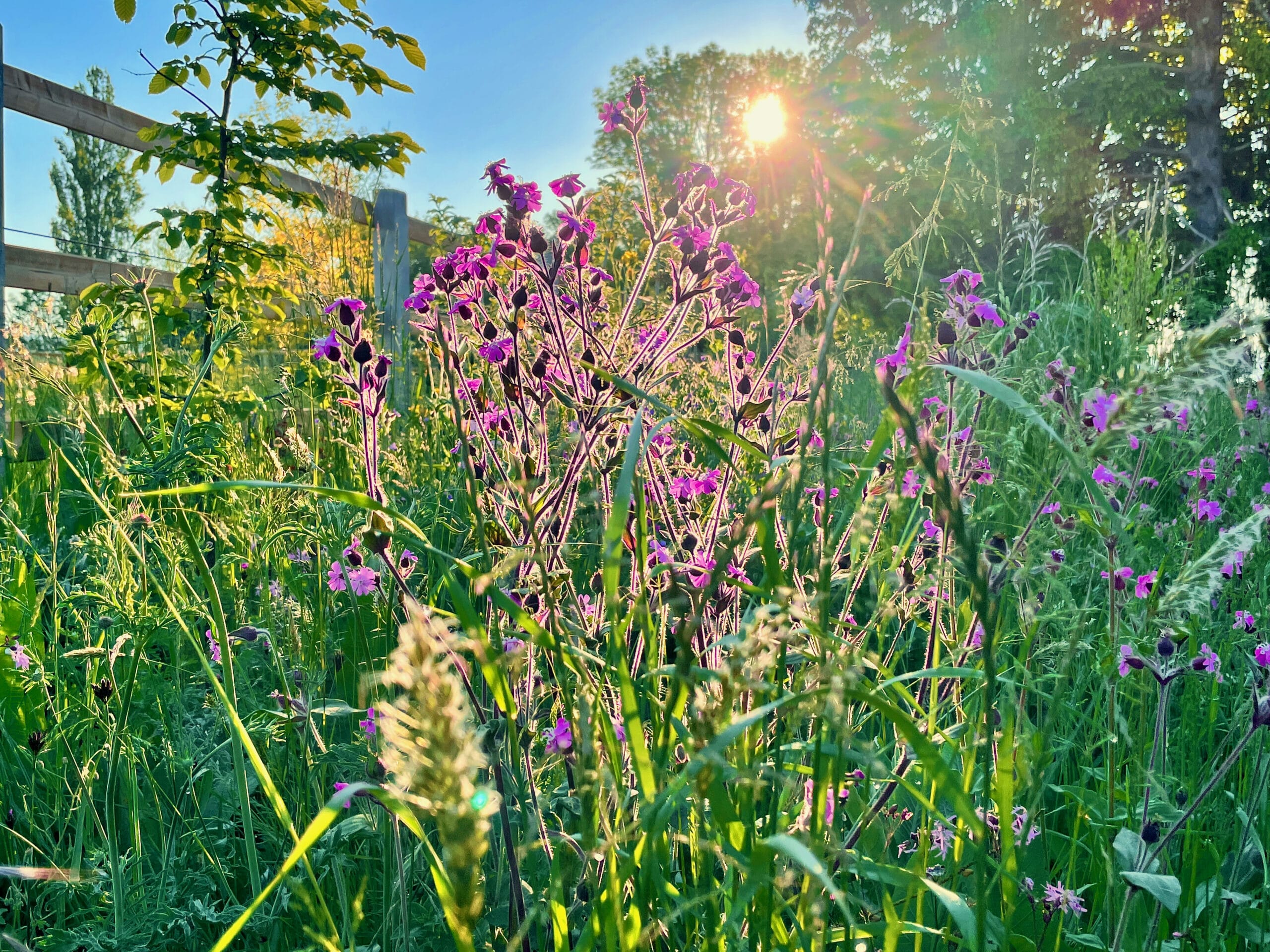Bilder Wildblumendienst