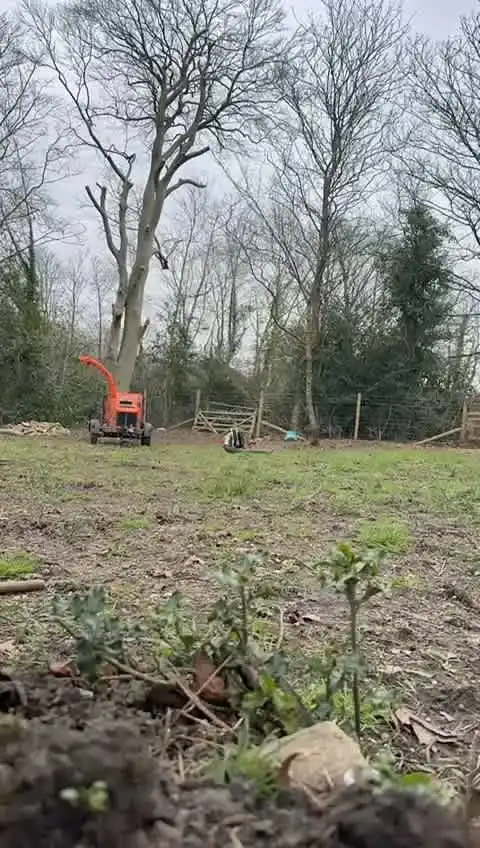 Images Arborist Tree Surgeons
