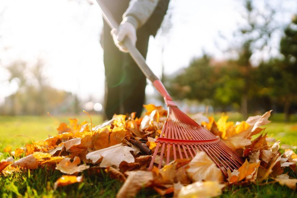 Images Premium Cut Lawns