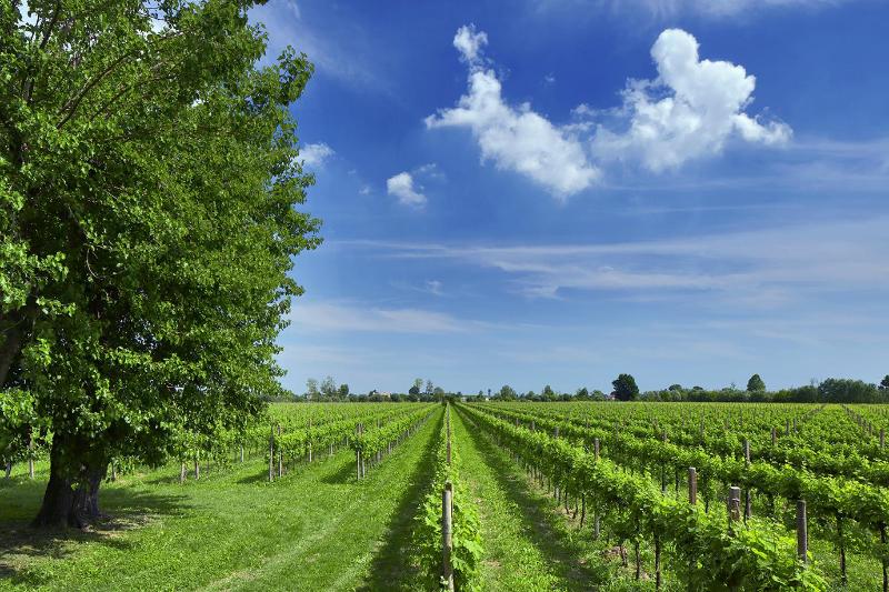 Images Ai Galli Azienda Agricola Vitivinicola