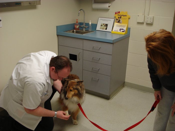 Images VCA Olympic Animal Hospital