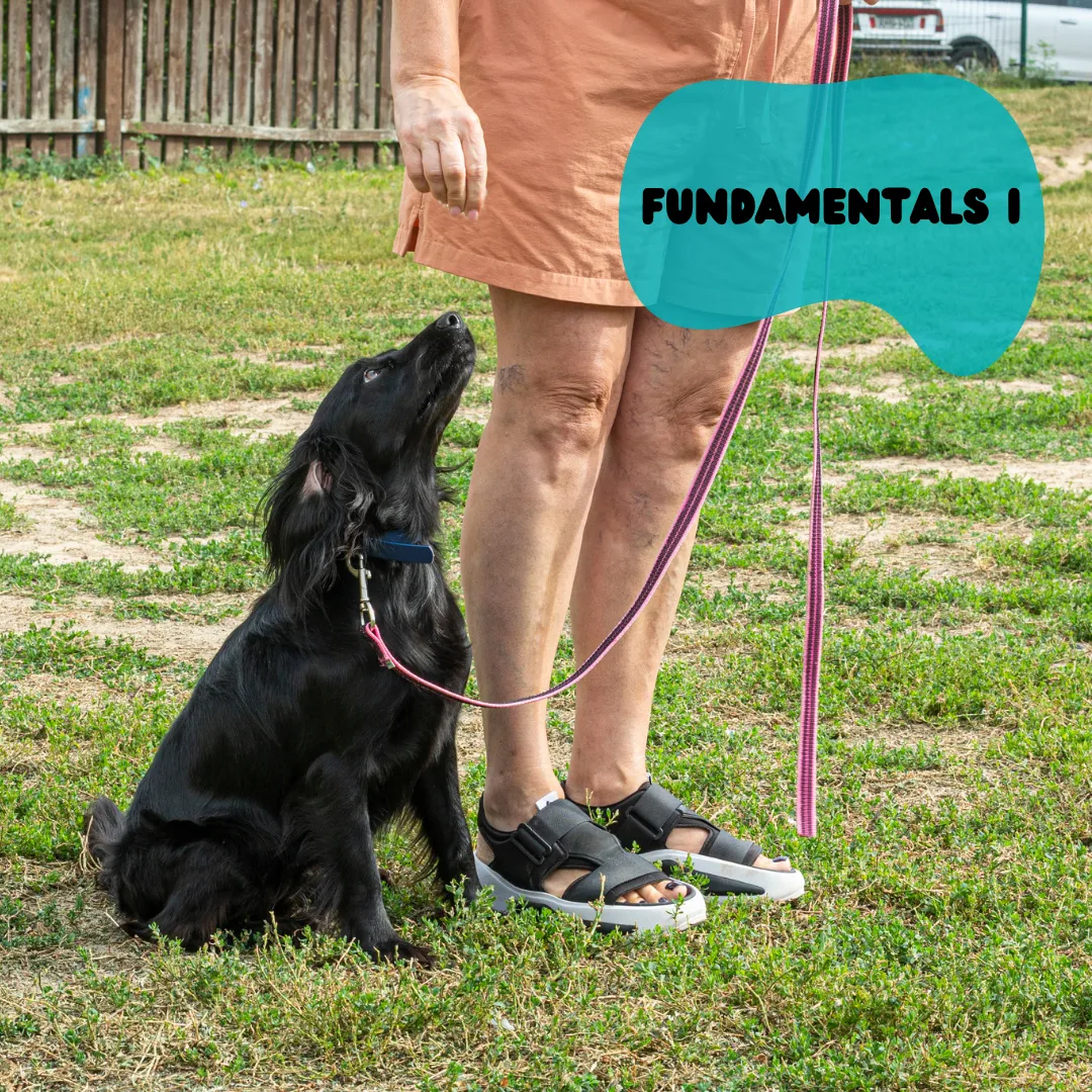 Image of Local Pet Event Dog Training Fundamentals I - 8 Week Course (CLASS FULL) Nearby