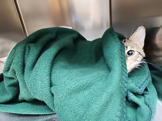 Images VCA Old Trail Animal Hospital