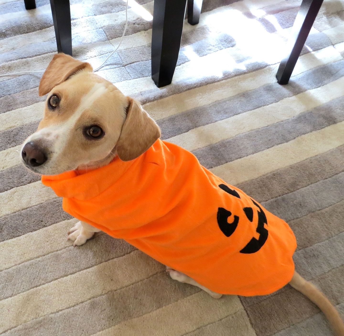 Woof and Treat' dog costume contest