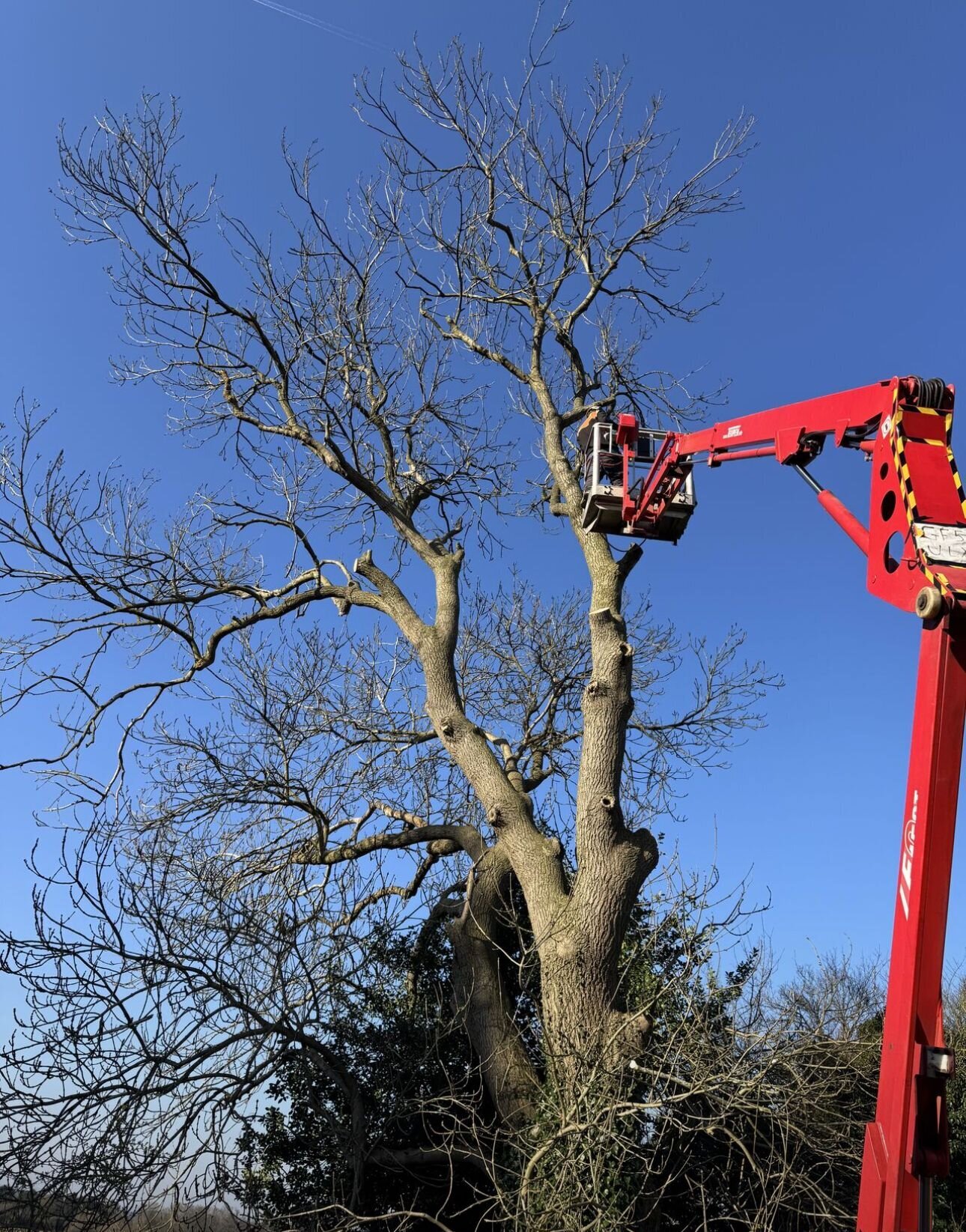 Images Trident Tree Solutions Ltd.