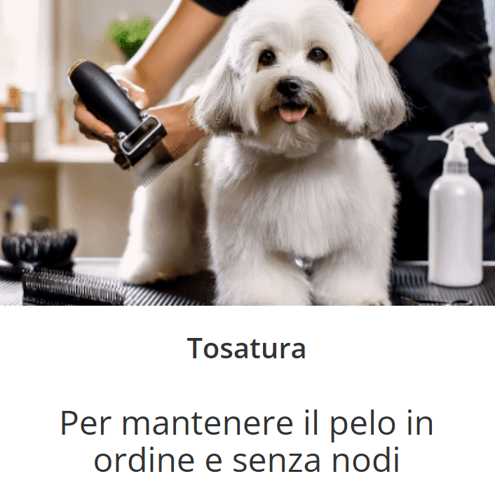 Images Ciuffo Ribelle Toelettatura per Cani