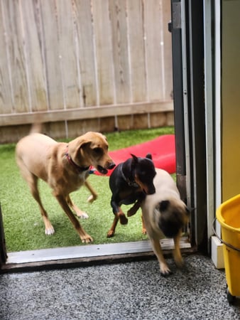 Images Playtime Pet Resort