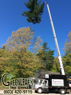 Greenleaf's Tree Service Photo