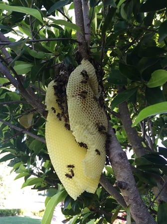 Images Bee Free Bee Removal