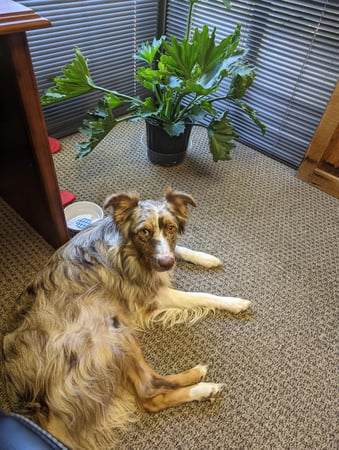 Images Senior Helpers