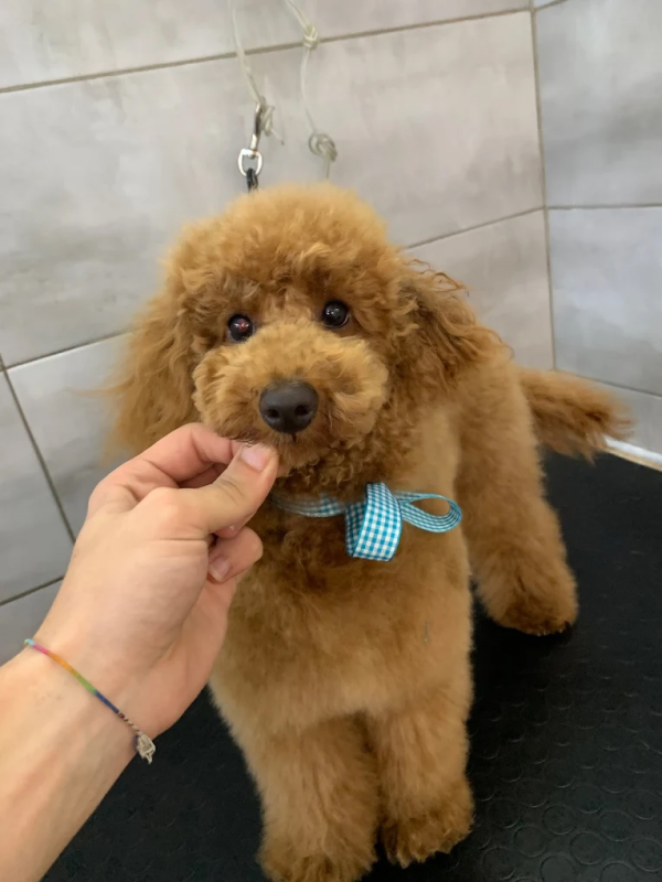 Images Cuccioli e Coccole