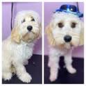 Images Pampered Pups Mobile Cuts